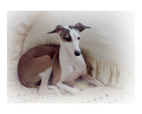 Italian Greyhound with Pillow