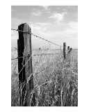 Old Fence