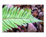 Fern