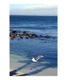 Monterey Ca Sea Gull Silowet of a Palm Tree