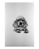 Cocker Spaniel