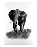 African Elephant