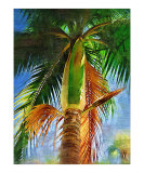 Dictyosperma album  hurricane palm tree - Tropical Collection - Palms & Landscape   Miami   FLorida