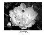 Caress