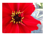 Dahlia