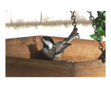 Black-capped Chickadee Looking Up