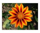 Gazania Tiger Stripe Mixed