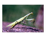 Praying Mantis