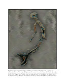 Mermaid Skeleton