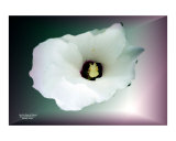 I am the Rose of Sharon