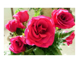Hot Pink Roses