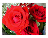 Red Roses