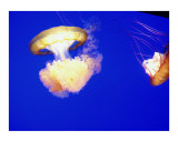 Dancing Jellyfish