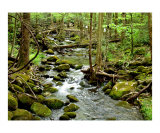 Smoky Mountain Stream I