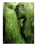 Hommage to Rodin's Eternelle Idole - Variation Wheat 2