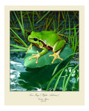 Tree Frog (Hyla Arborea)