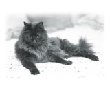 Black & Gray Shaded Cat on White Blanket