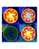 Four Abstract Tomatoes