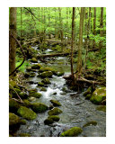 Smoky Mountain Stream II