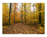 Autumn Stroll in Sapsucker Woods