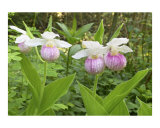 Showy Lady Slipper Pair