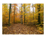 Autumn Stroll in Sapsucker Woods