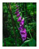 Deception Flower