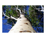 Aspen