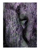 Hommage to Rodin's Eternelle Idole - Variation Lavender