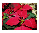 Red Poinsettias