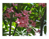 Plumeria