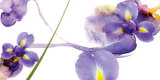 Lucid Iris II