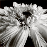 Gerbera