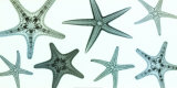 Starfish Collection