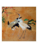 Dancing Cranes