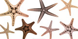 Starfish Collection