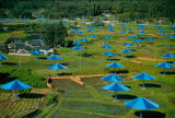 Umbrellas No 14  1991