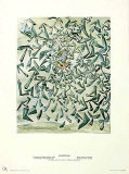 Ascensionist Saint Cecilia  c1955