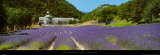 Sault - Provence