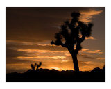 Sunrise in Joshua Tree National Park  California