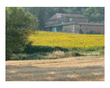 Sunflower Field