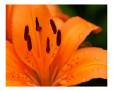 Orange Lily