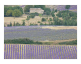 Lavender Fields