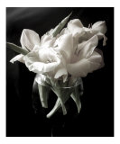 Gladiola Blooms in a Wine Glass
