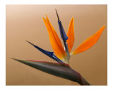 Bird of Paradise