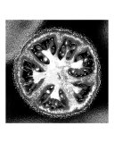 Black and White Tomato II