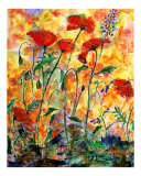 Red Poppies