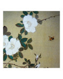 Asian bee among spring camellia's