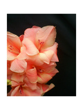 Gladiolas