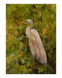 The Great Egret